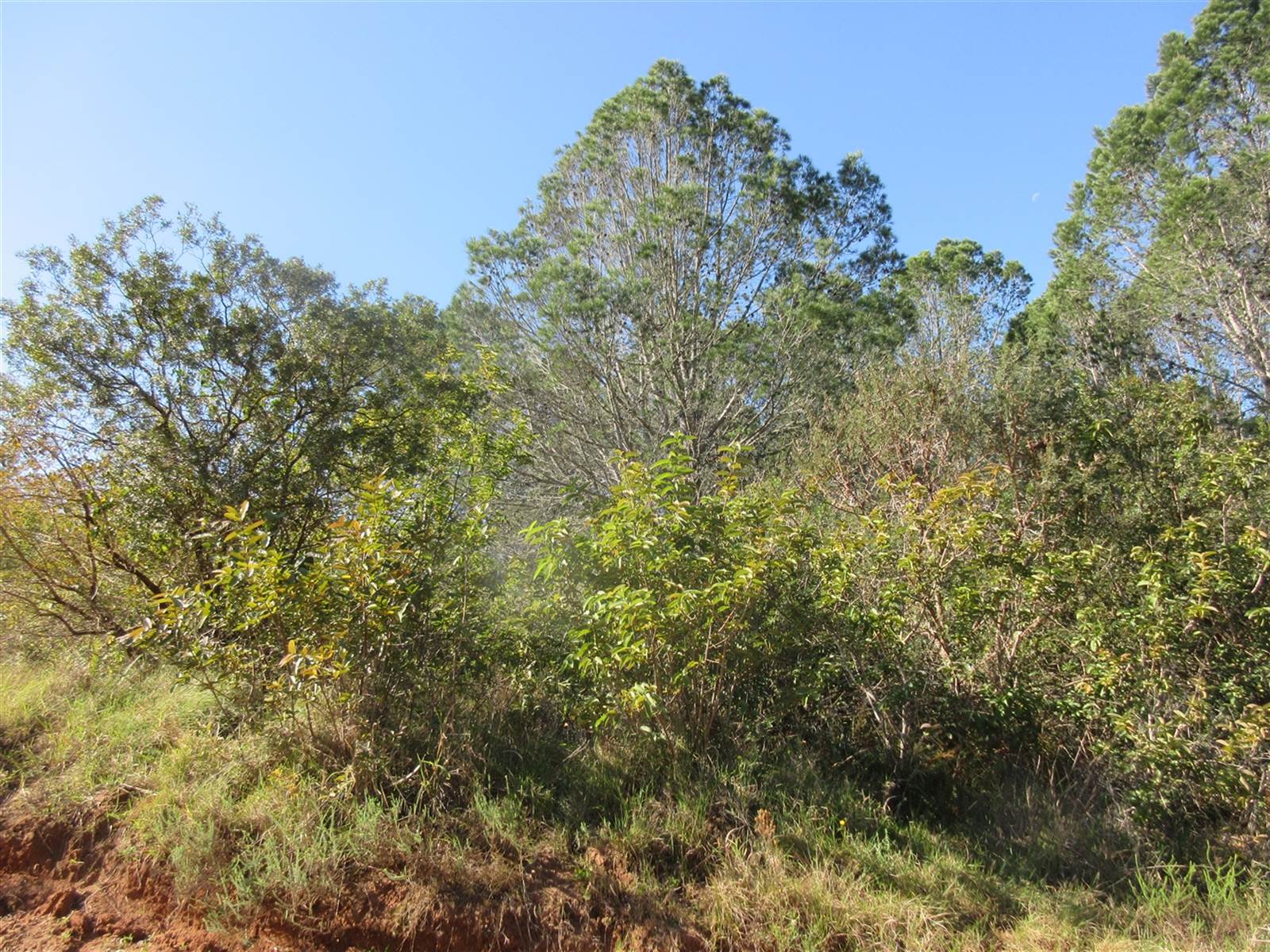 2000 m² Land available in Bathurst and Surrounds photo number 7