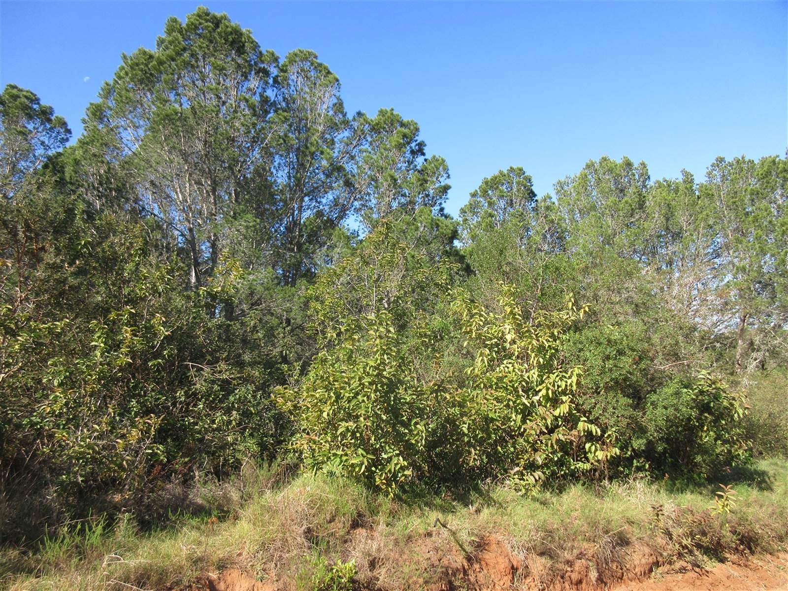 2000 m² Land available in Bathurst and Surrounds photo number 4