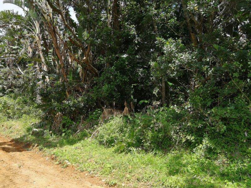1866 m² Land available in Palm Beach photo number 1
