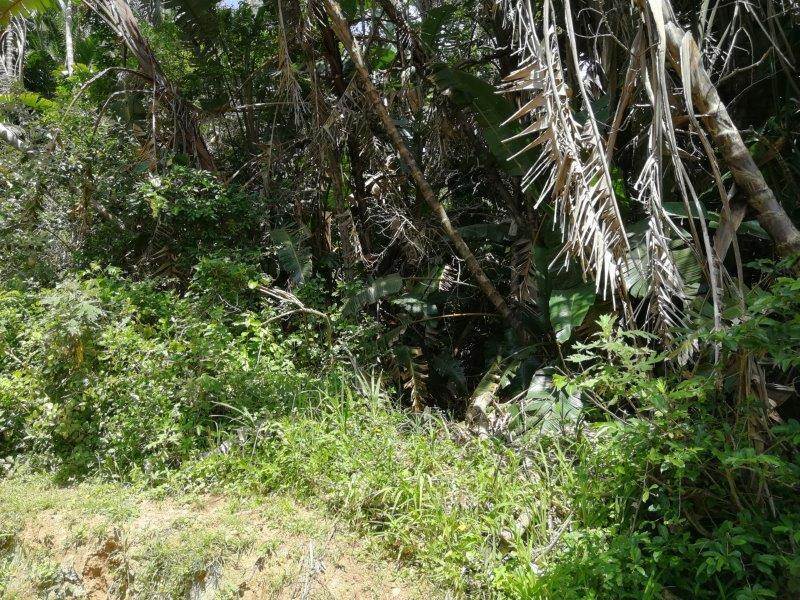 1866 m² Land available in Palm Beach photo number 20