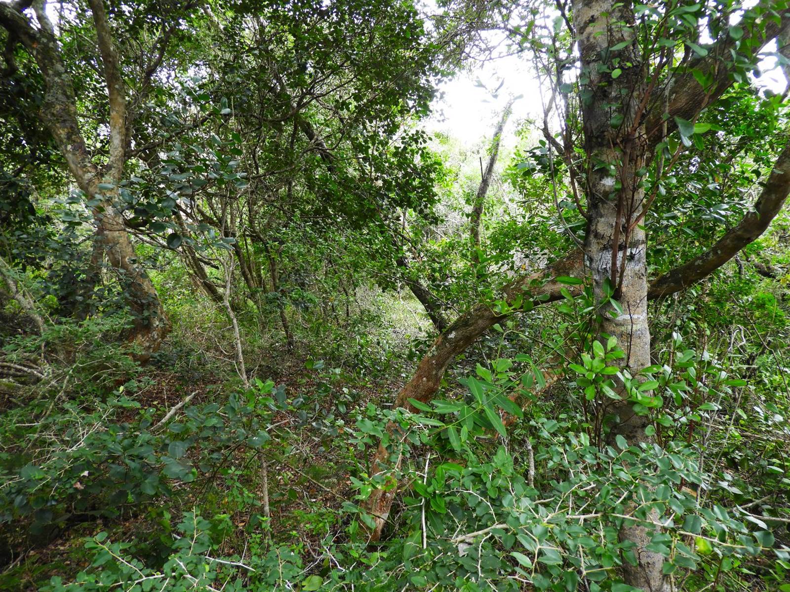 5.5 ha Land available in Sedgefield photo number 11