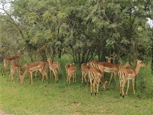 950 m² Land available in Pebble Rock