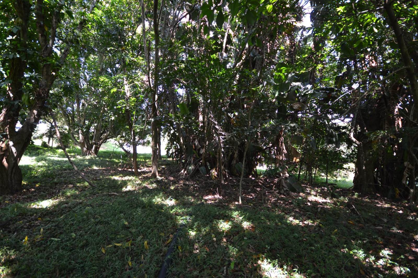 1100 m² Land available in Simbithi Estate photo number 6