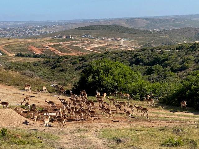1748 m² Land available in Hartenbos photo number 11
