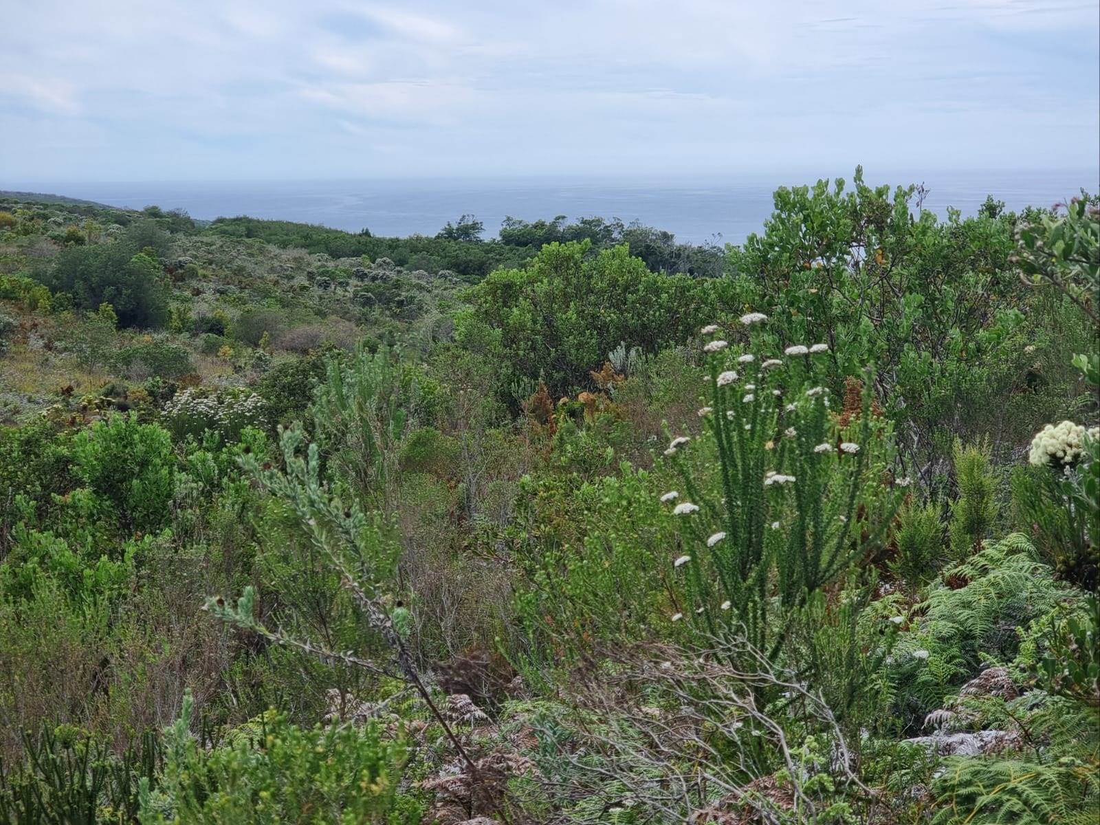 4599 m² Land available in Pezula Private Estate photo number 6