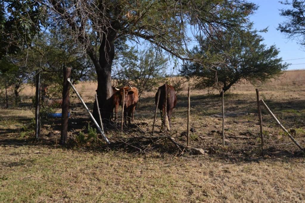 Smallholding in Lydenburg photo number 5