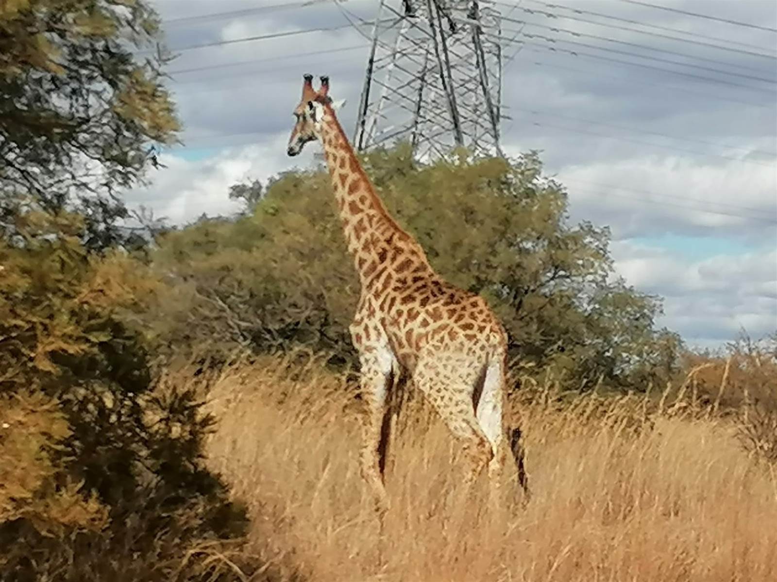 21 ha Farm in Dinokeng photo number 8