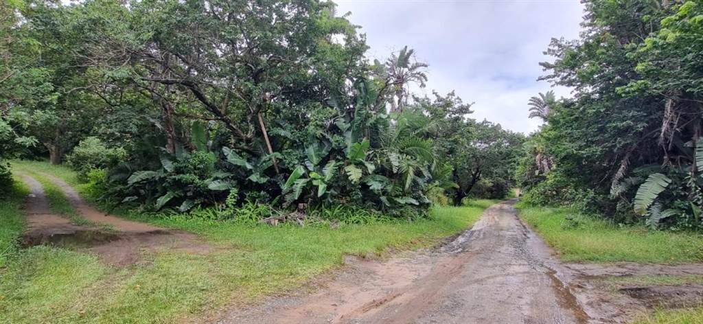 2885 m² Land available in Palm Beach photo number 6