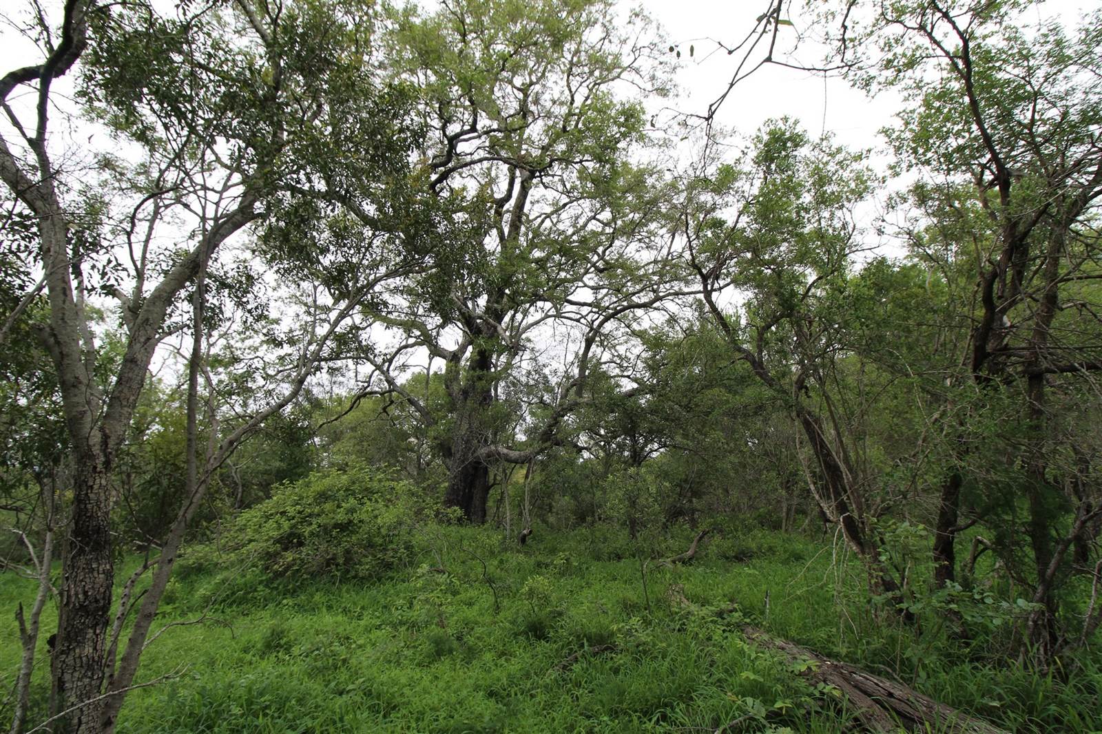 9756 m² Land available in Moditlo Nature Reserve photo number 2