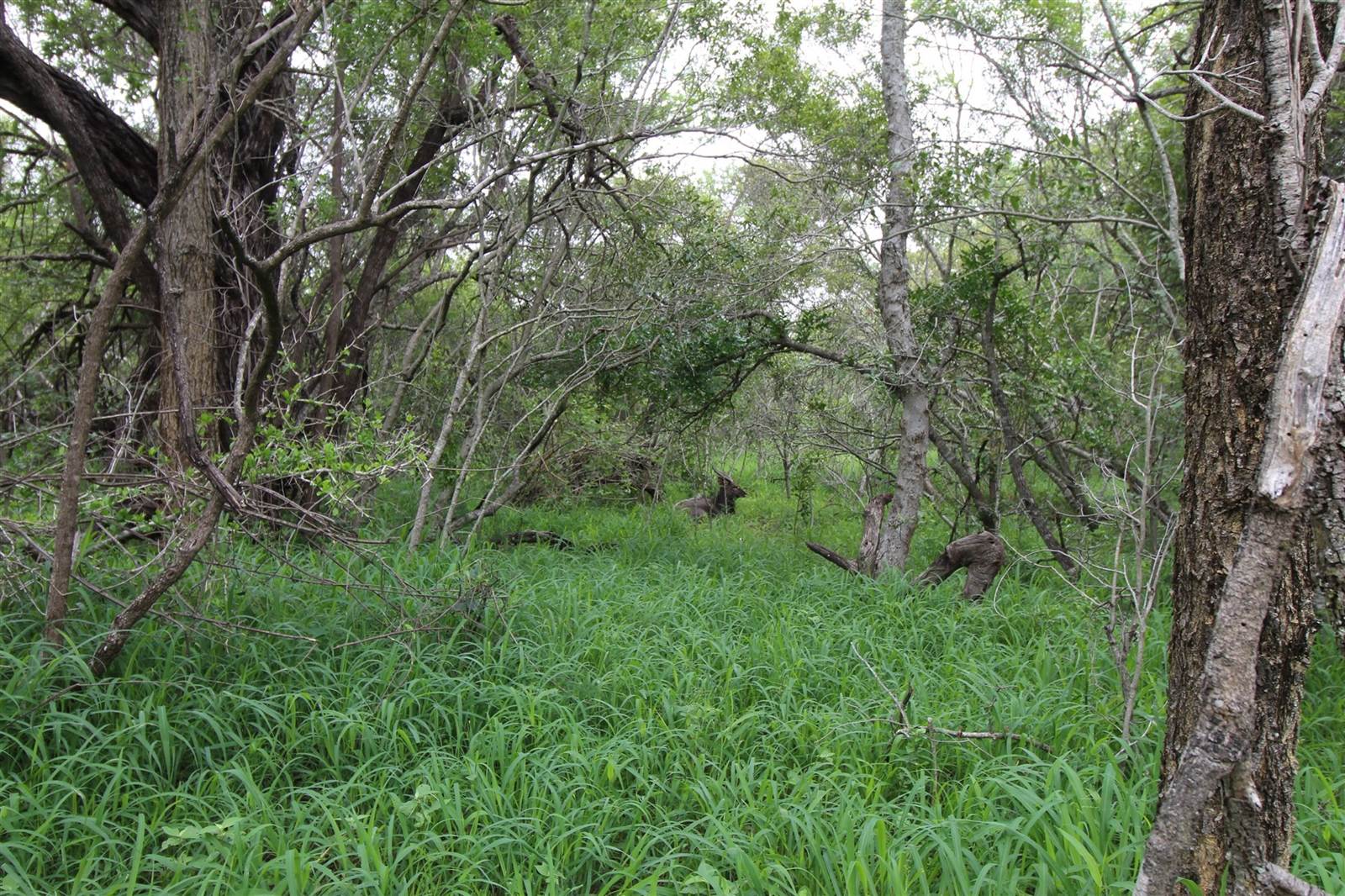 9756 m² Land available in Moditlo Nature Reserve photo number 13