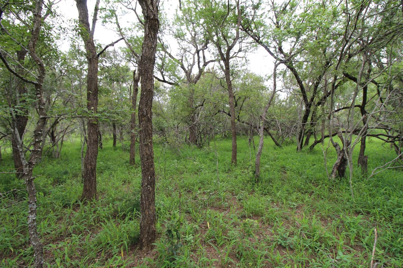 9756 m² Land available in Moditlo Nature Reserve photo number 8