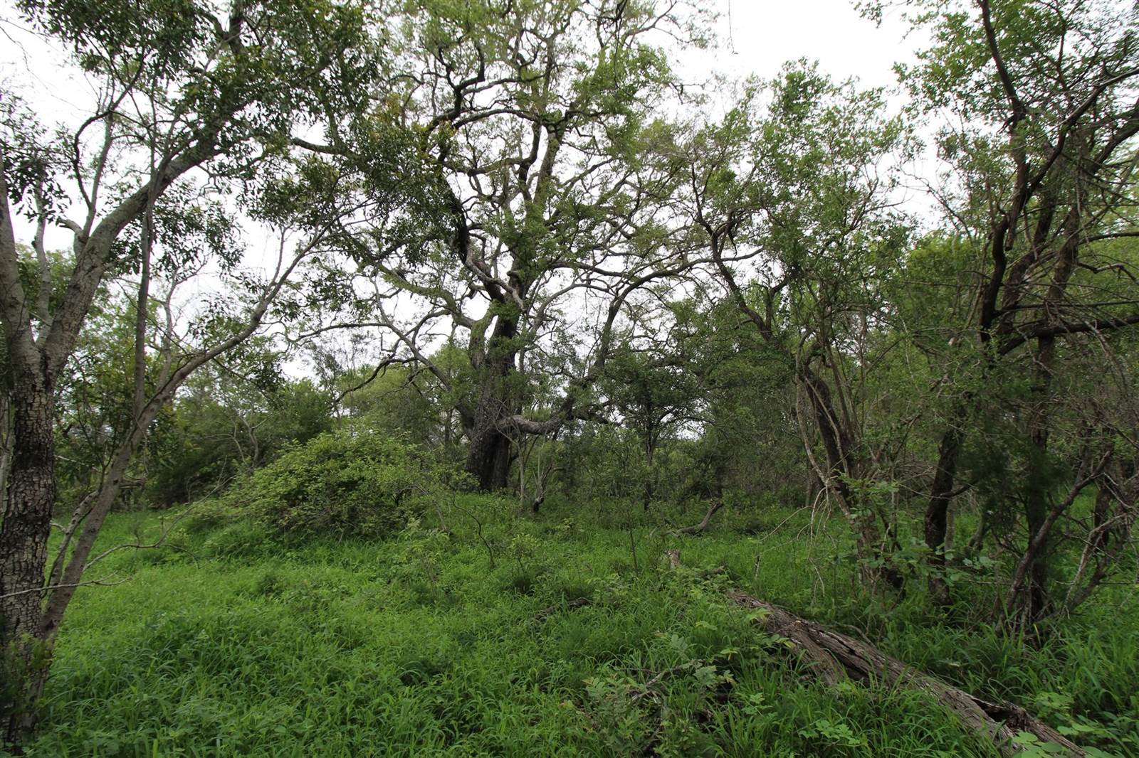 9756 m² Land available in Moditlo Nature Reserve photo number 9