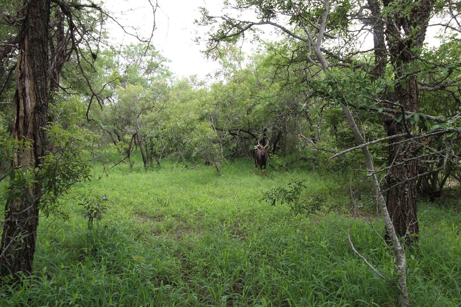 9756 m² Land available in Moditlo Nature Reserve photo number 1