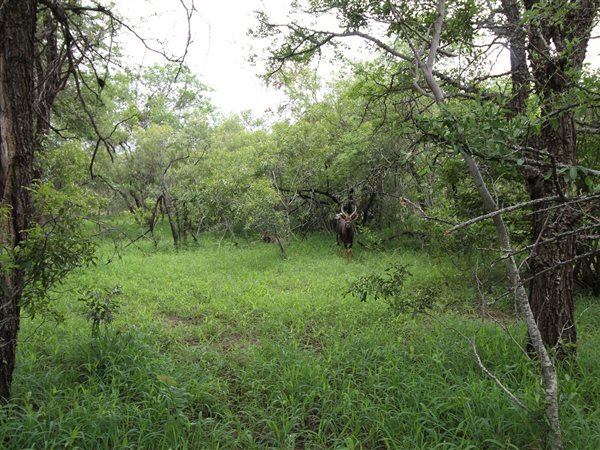 9756 m² Land available in Moditlo Nature Reserve