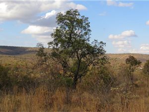 Vacant Land in Zwartkloof Private Game Reserve