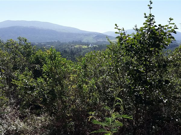 6 ha Land available in Wilderness Heights