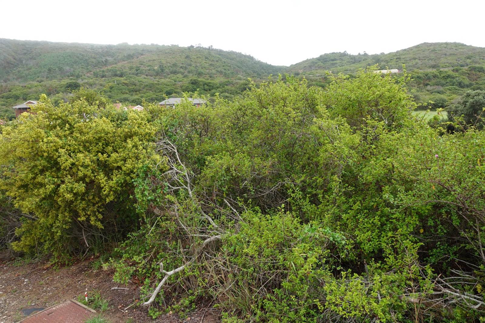 713 m² Land available in Dolphin Creek Golf Estate photo number 5