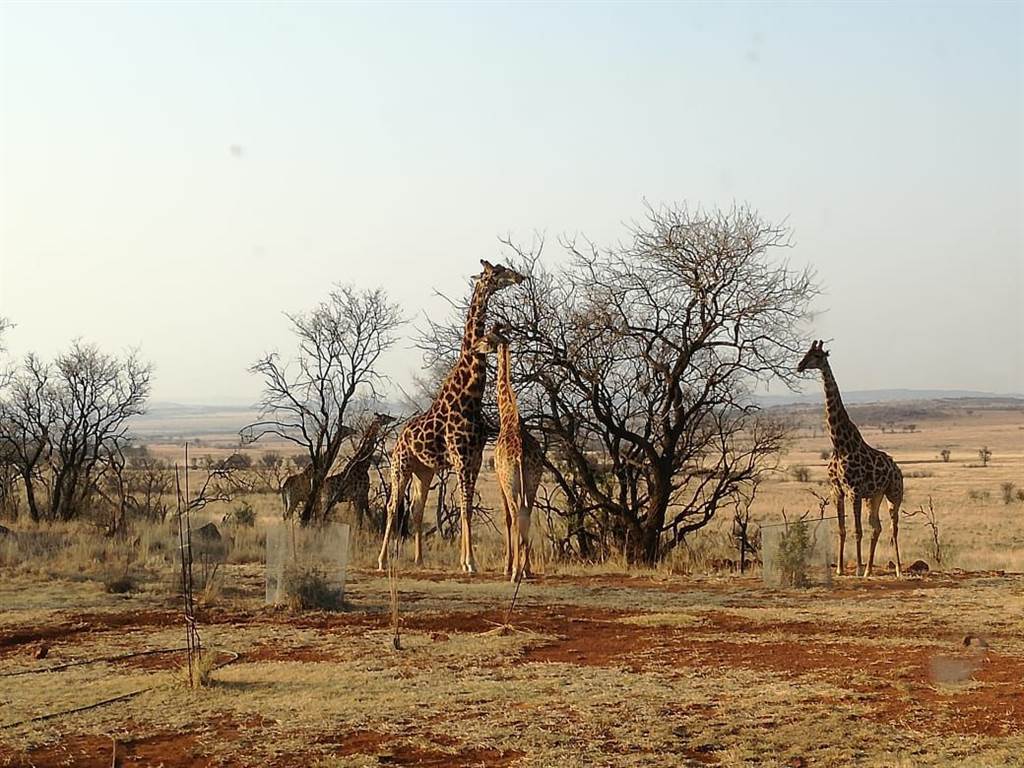 2000 m² Land available in Lekwena Wildlife Estate photo number 24