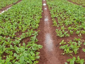 13 m² Farm in Meyerton South