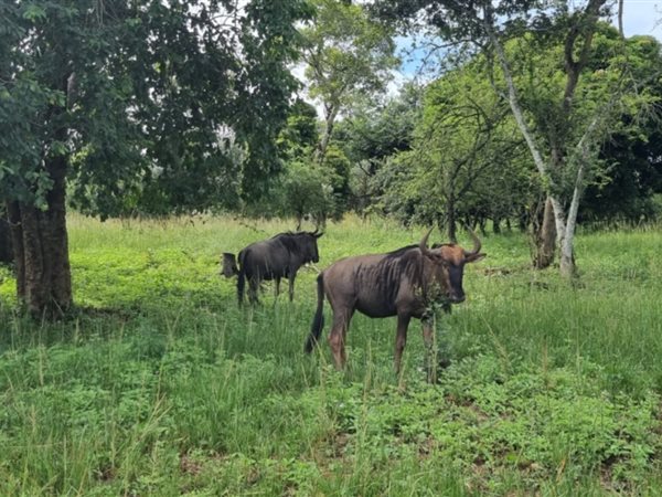 7 300 m² Land 7 300 m² Land