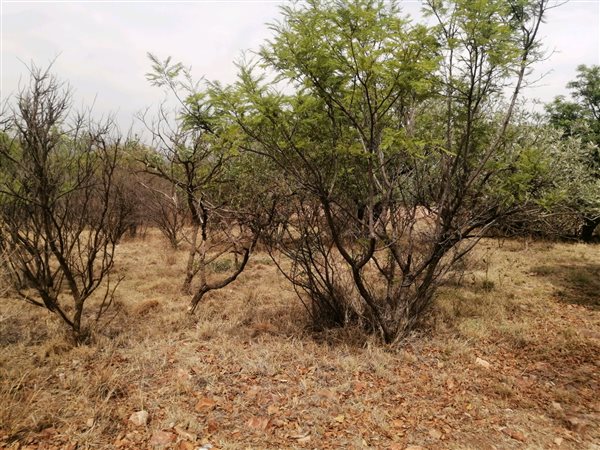 903 m² Land available in Seasons Lifestyle Estate