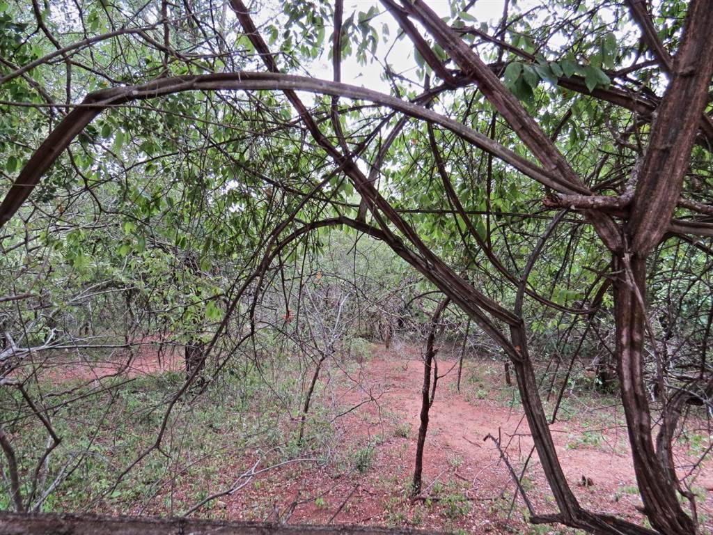 1590 m² Land available in Marloth Park photo number 4
