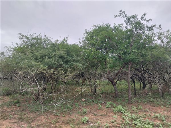 2090 m² Land available in Marloth Park