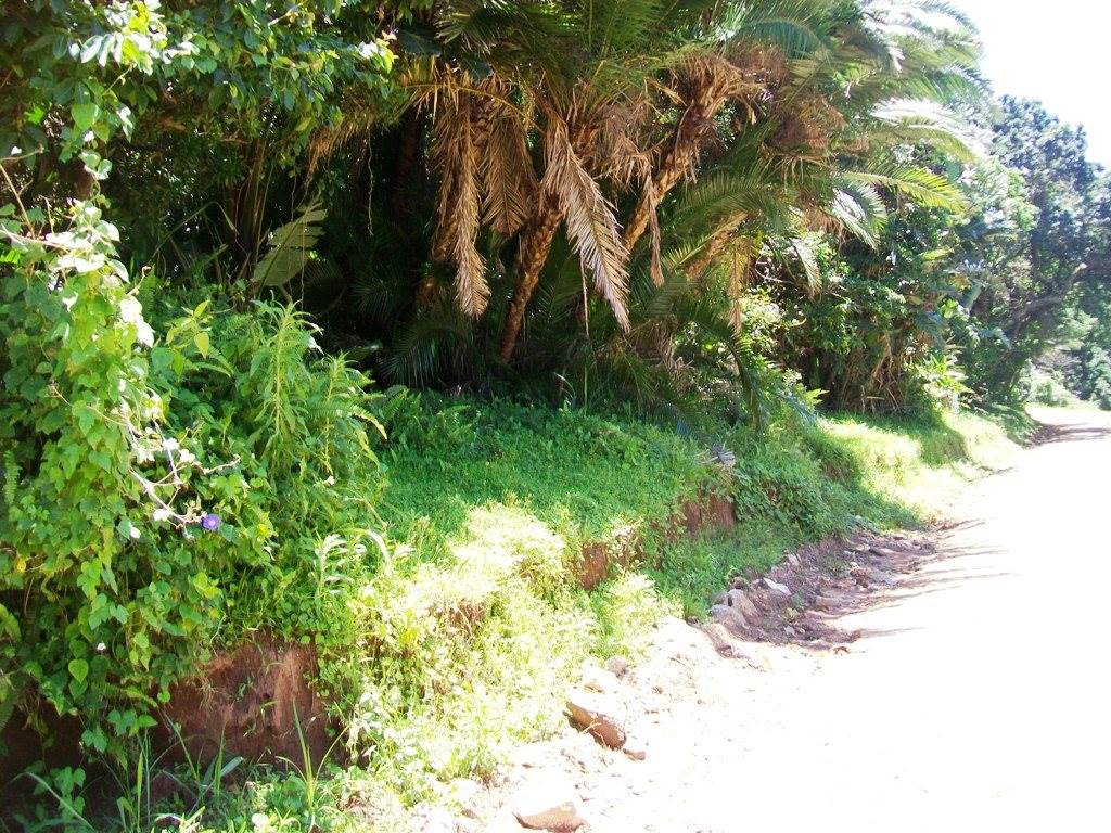 1640 m² Land available in Palm Beach photo number 5