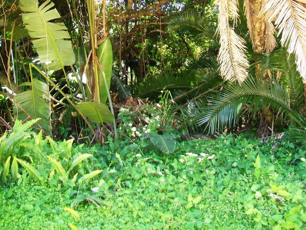 1640 m² Land available in Palm Beach photo number 3