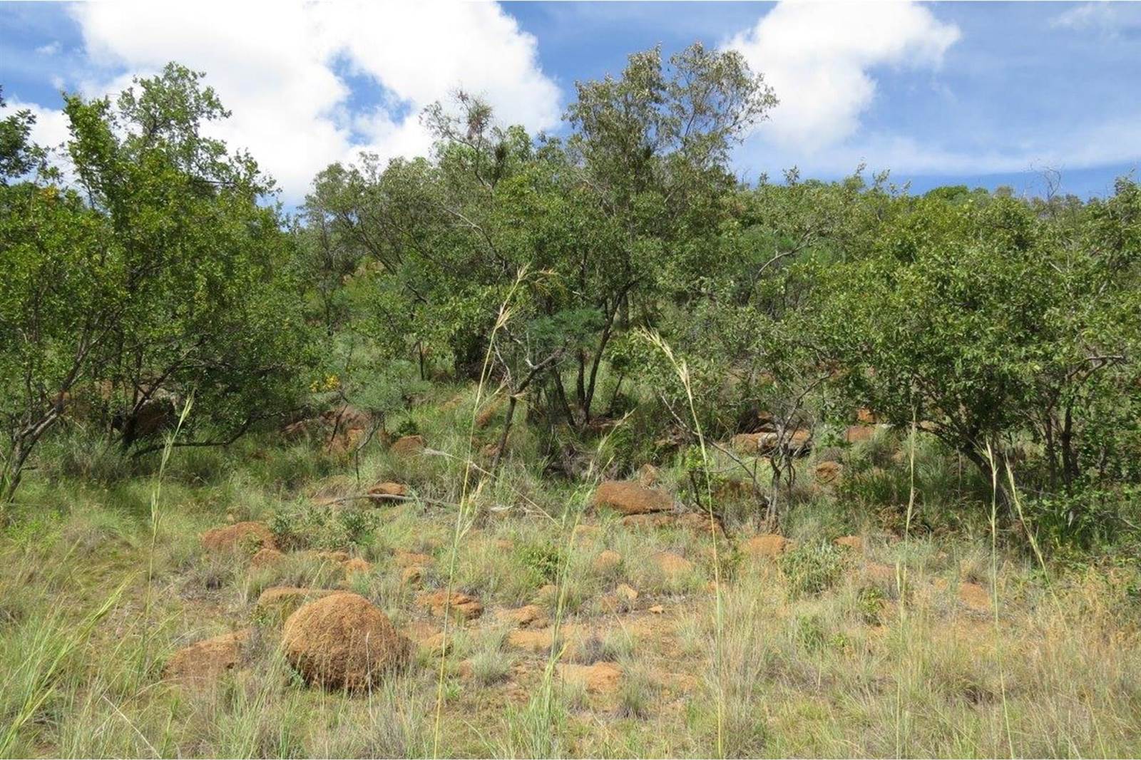 2500 m² Land available in Zwartkloof Private Game Reserve photo number 6