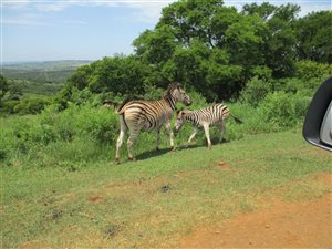 4496 m² Land available in Manderston