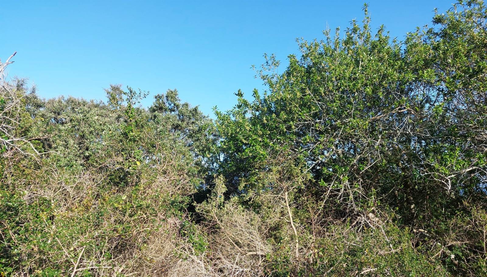 1353 m² Land available in Blue Horizon Bay photo number 5
