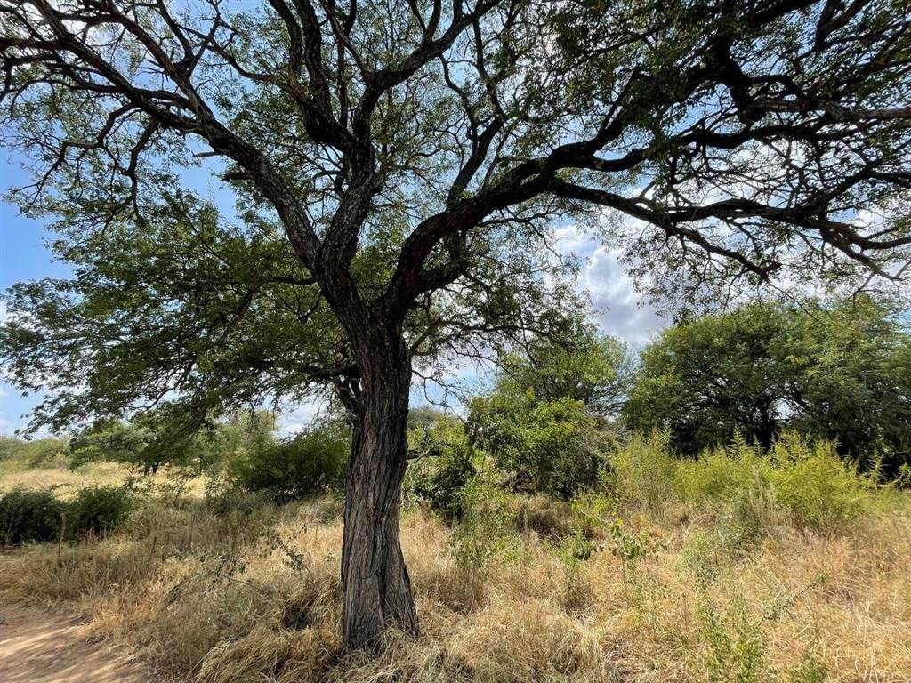 2000 m² Land available in Hoedspruit photo number 5