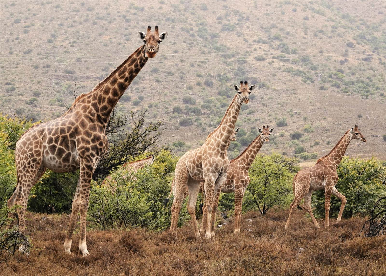 Game Farm in Cradock photo number 29