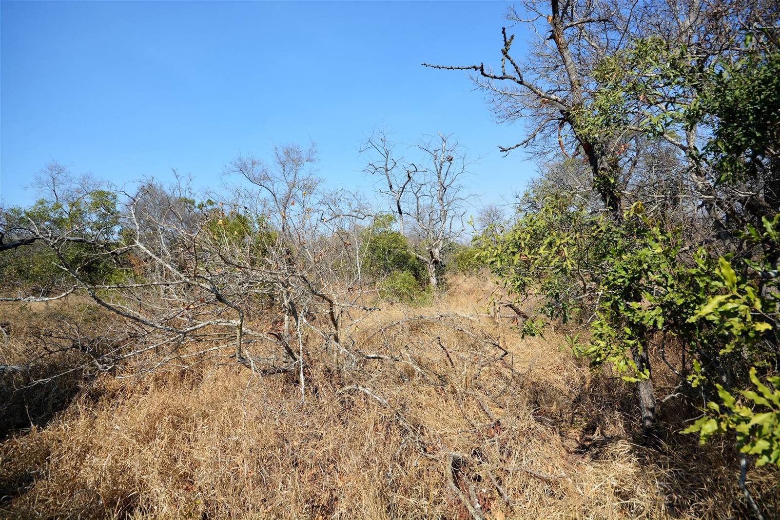 1 ha Land available in Moditlo Nature Reserve photo number 11