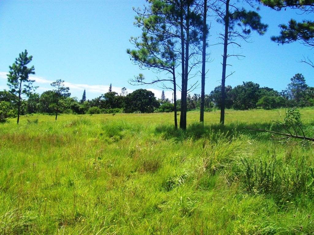 3735 m² Land available in Palm Beach photo number 3