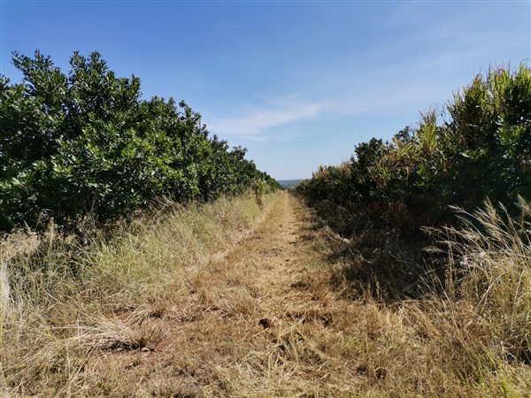 744 m² Farm in Dendron