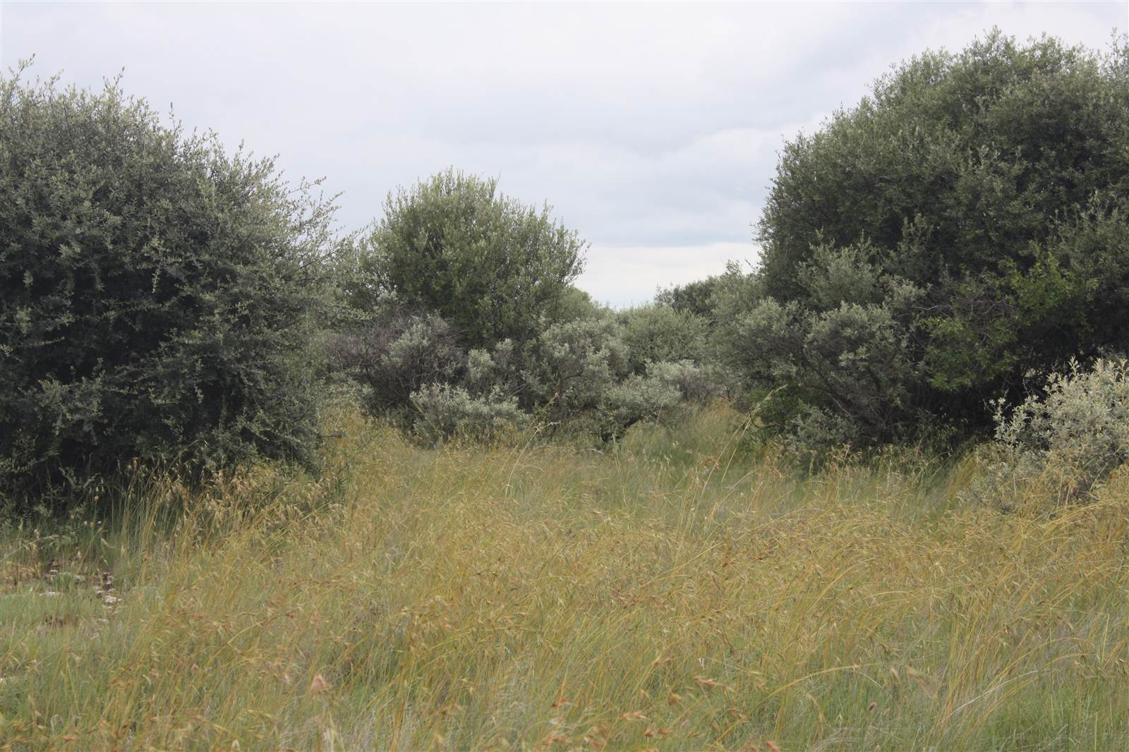 1497 ha Farm in Barkly West photo number 3