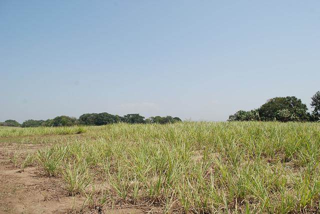 7 ha Land available in Umhlali photo number 14
