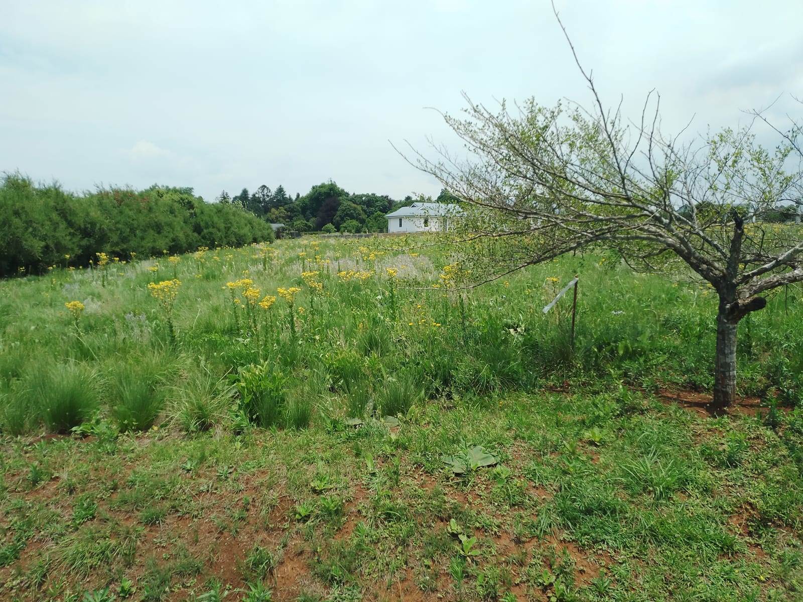 2530 m² Land available in Howick photo number 13