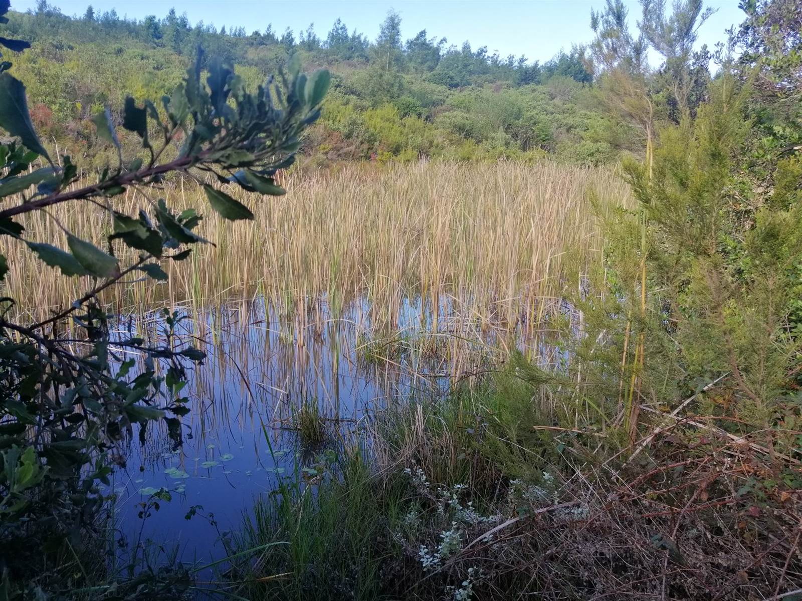 24.6 ha Land available in Knysna Central photo number 11