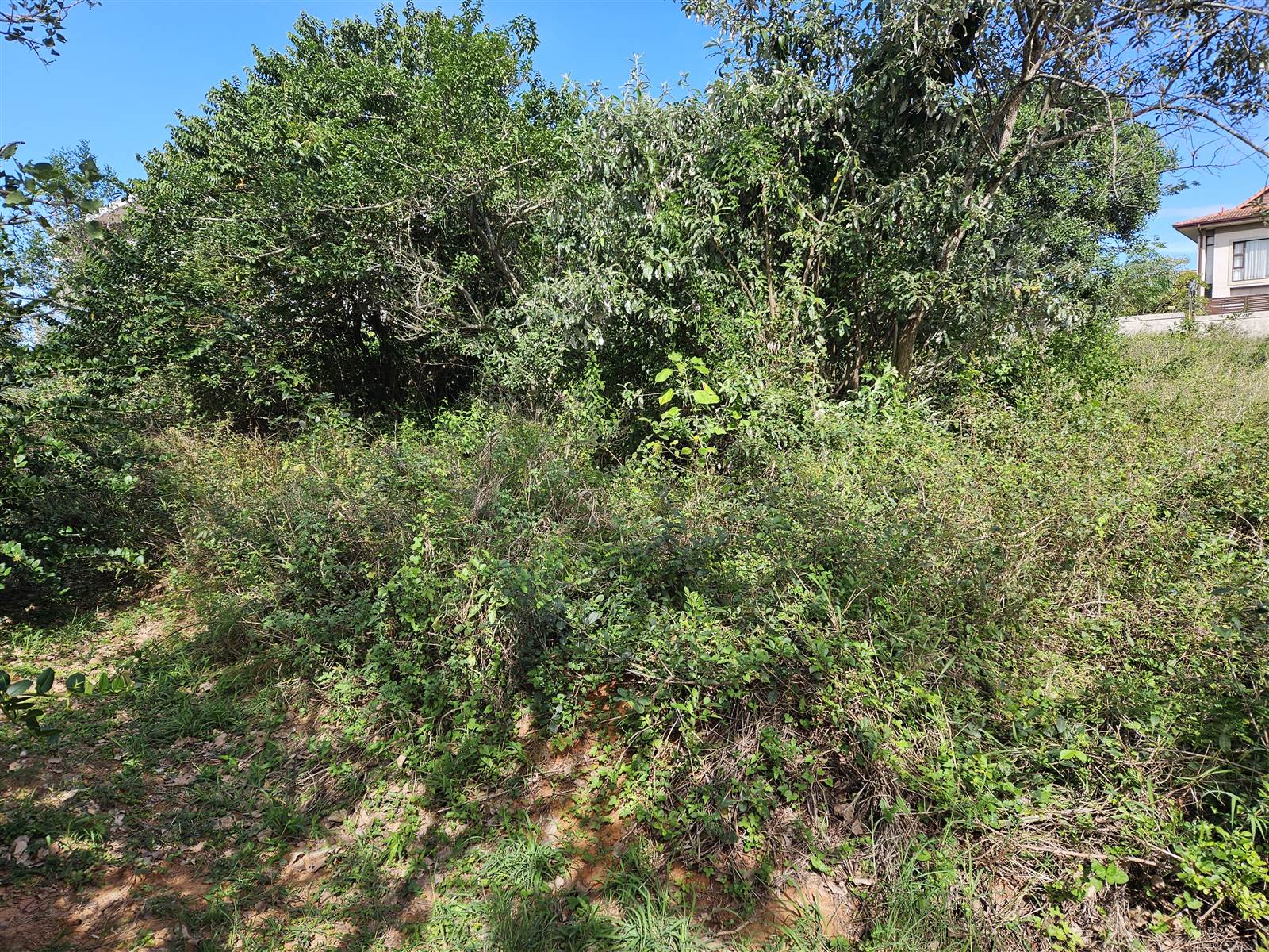 1160 m² Land available in Hawaan Forest Estate photo number 7