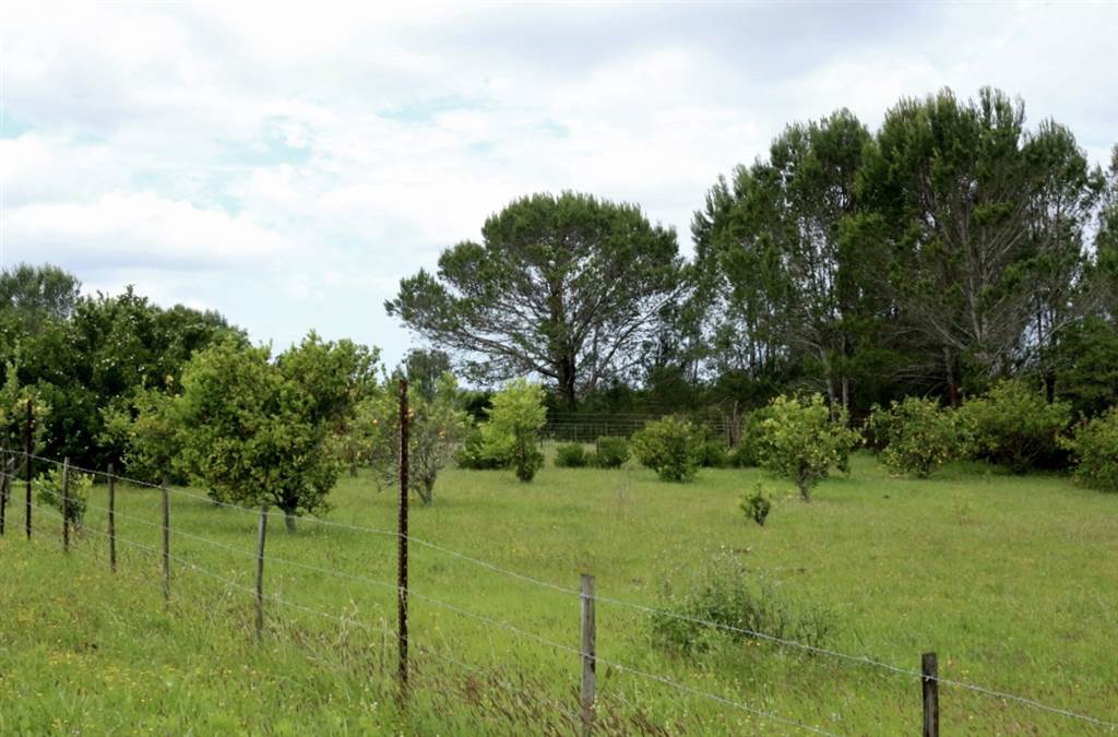1375 m² Land available in Bathurst and Surrounds photo number 12