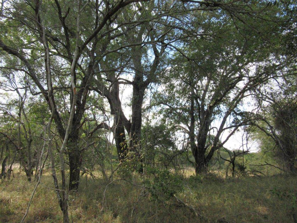9621 m² Land available in Moditlo Nature Reserve photo number 10